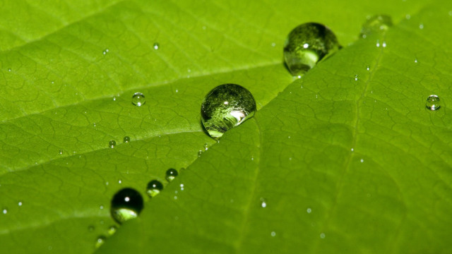 Green leaf water droplets macro #3 free wallpaper - medium preview image