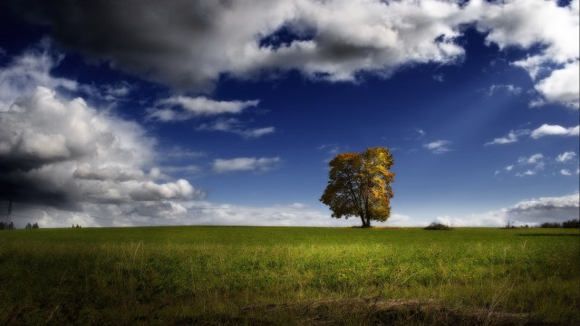 Lone tree field cloudy sky #22 free wallpaper - medium preview image
