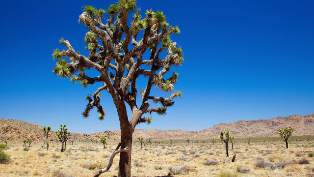 Large cactus desert mountains blue free wallpaper - medium preview image