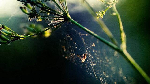 Spiderweb plant blurry background macro free wallpaper - medium preview image
