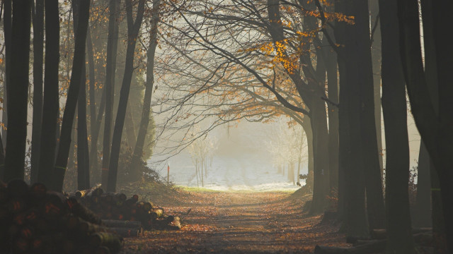 Forest path trees leaves fog free wallpaper - medium preview image