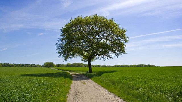 Tree road field clouds bench free wallpaper - medium preview image