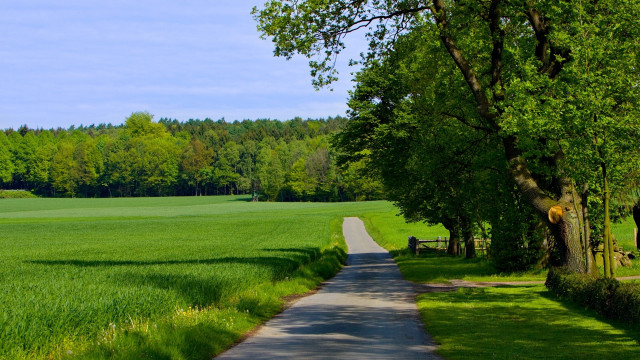 Road cow tree field landscape free wallpaper - medium preview image