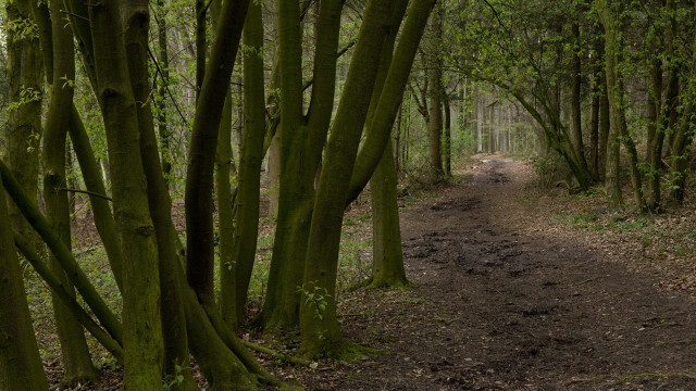 Dirt path woods bench forest free wallpaper - medium preview image