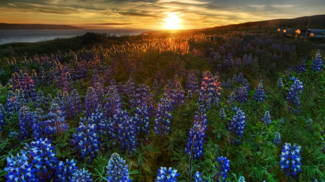Blue flower sunset water field free wallpaper - medium preview image