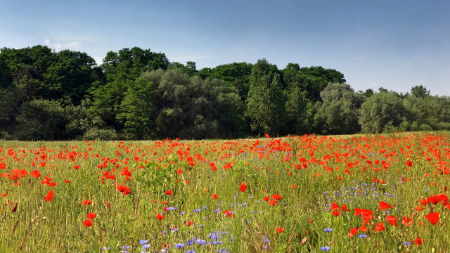 Red flower field blue sky #2 free wallpaper - medium preview image
