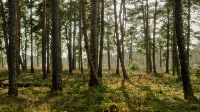 Bamboo forest ruins sunlight nature free wallpaper - medium preview image