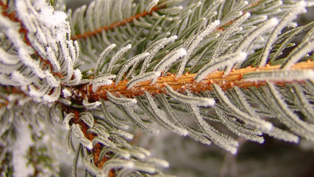 Pine snow needles macro winter #2 free wallpaper - medium preview image