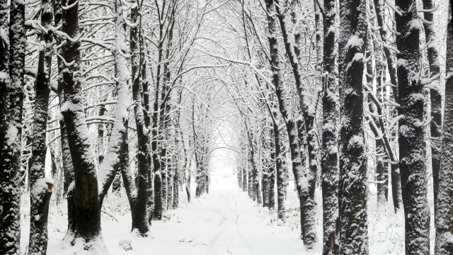 Snowy forest path bare tree free wallpaper - medium preview image