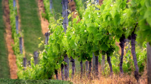 Trees field fence vines bush free wallpaper - medium preview image