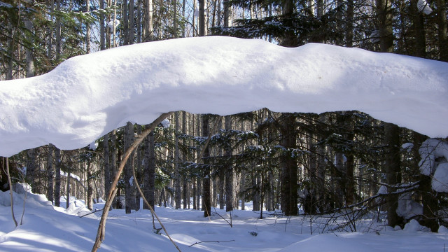 Snow covered tree branch forest free wallpaper - medium preview image