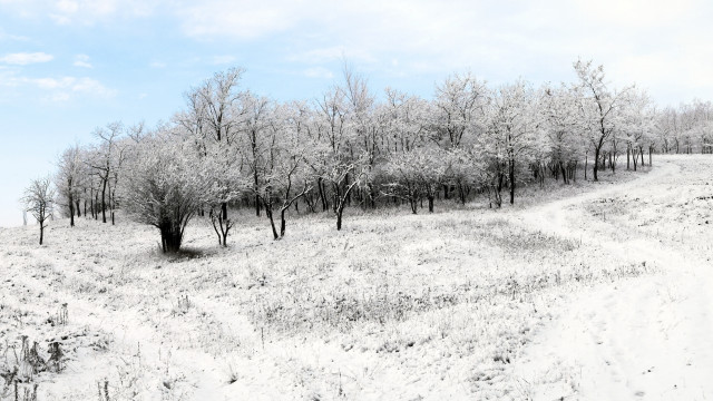 Snowy field trees dirt path free wallpaper - medium preview image