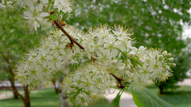 White flower closeup green leaves #2 free wallpaper - medium preview image