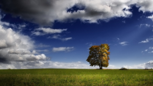 Lone tree field cloudy sky #21 free wallpaper - medium preview image