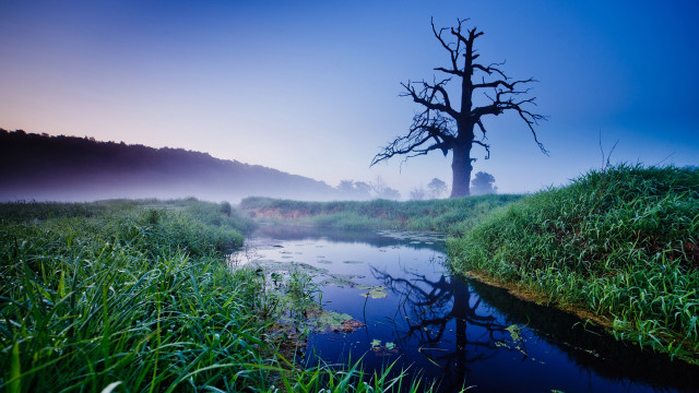 Tree field lake fog nature free wallpaper - medium preview image