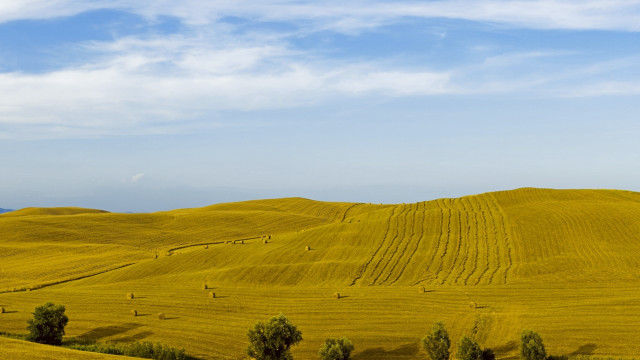 Yellow grass blue sky clouds free wallpaper for desktop - medium preview image