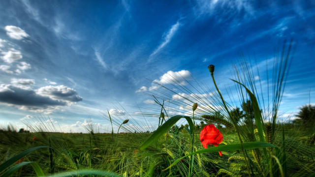 Red flower field blue sky #9 free wallpaper - medium preview image