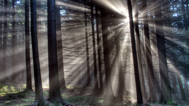 Forest sunbeams bench nature light free wallpaper - medium preview image