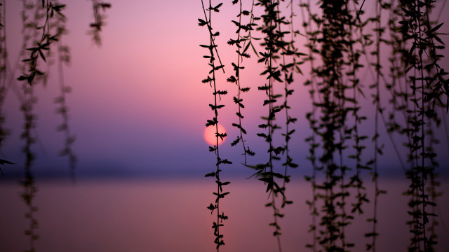 Sunset leaves water forest bamboo free wallpaper - medium preview image