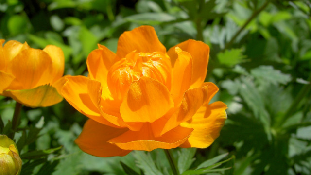 Yellow flower bokeh nature depth free wallpaper - medium preview image