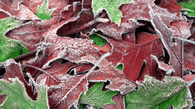 Red leaves frosty forest nature free wallpaper - medium preview image