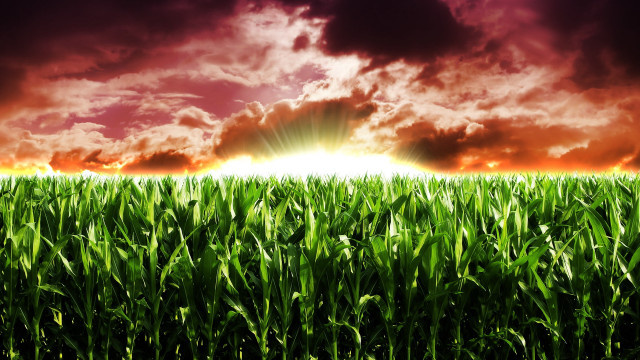 Grass sun clouds autumn bamboo free wallpaper - medium preview image