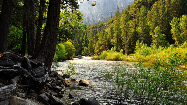 River forest rocks fallen trunk #3 free wallpaper - medium preview image