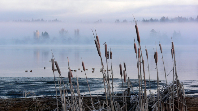Foggy lake reeds building bridge free wallpaper - medium preview image