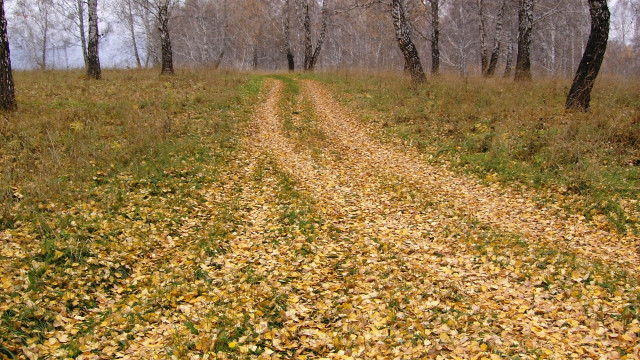 Dirt road forest autumn leaves #2 free wallpaper - medium preview image