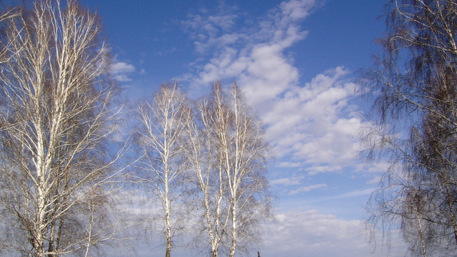 Bare trees blue sky clouds free wallpaper - medium preview image