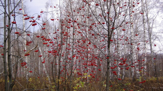 Red berries autumn bare trees free wallpaper - medium preview image