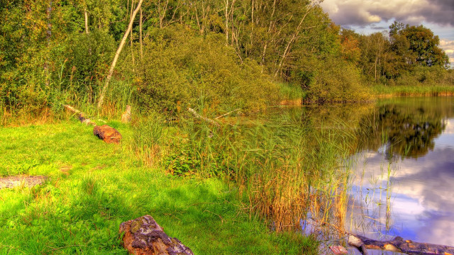 Lake trees grass fallen log free wallpaper - medium preview image