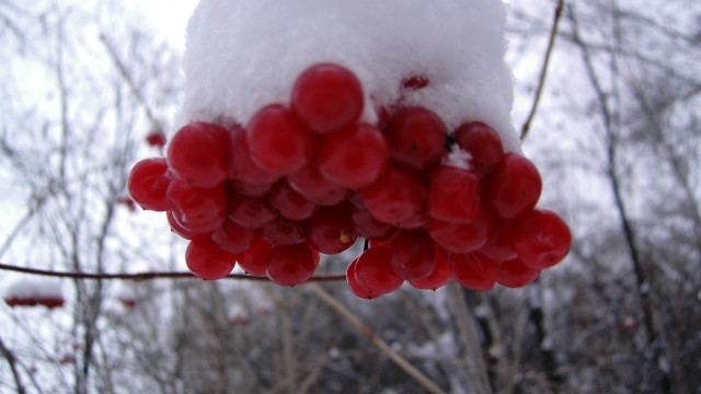 Berry snow branch nature autumn free wallpaper - medium preview image