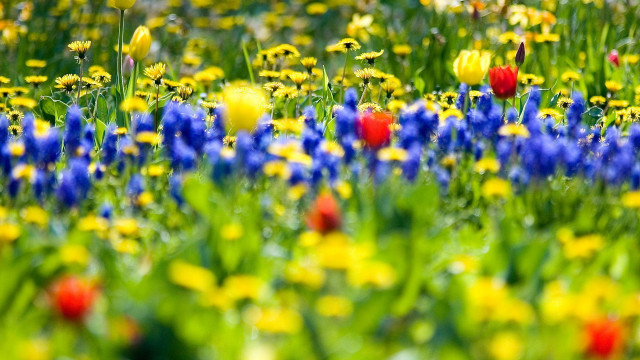 Flower field yellow red blurry free wallpaper - medium preview image
