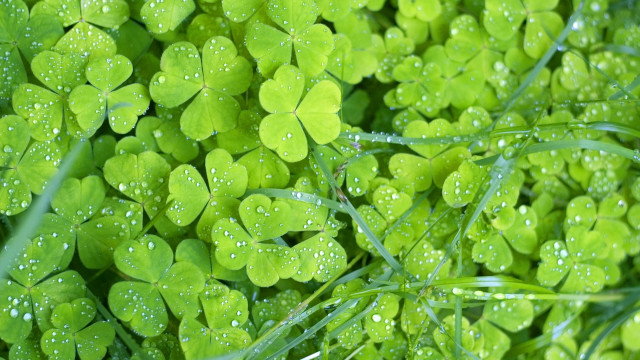 Green clovers water droplets macro #2 free wallpaper - medium preview image