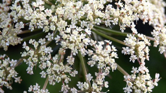 White flower close up green free wallpaper - medium preview image