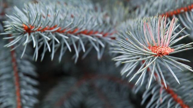 Pine tree red needles bokeh free wallpaper - medium preview image