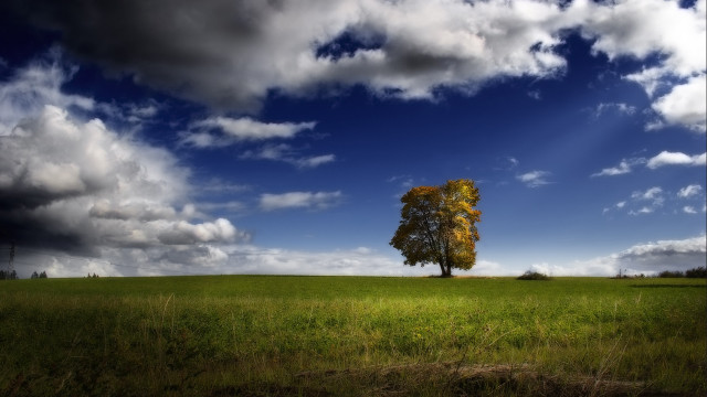 Lone tree field cloudy sky #24 free wallpaper - medium preview image