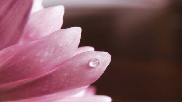 Pink flower water droplets macro #9 free wallpaper - medium preview image