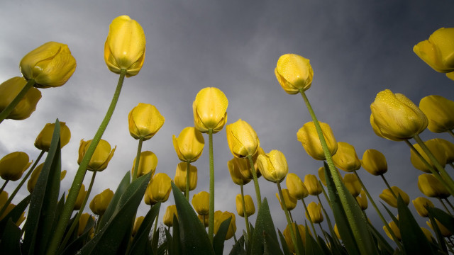 Yellow flower field precisionism macro free wallpaper - medium preview image