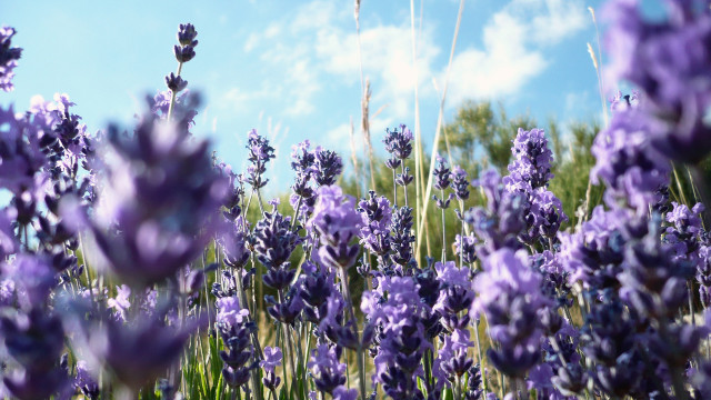 Lavender field blue sky clouds #3 free wallpaper - medium preview image