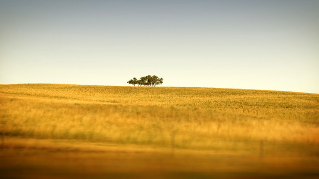 Lone tree field grass sunny free wallpaper - medium preview image