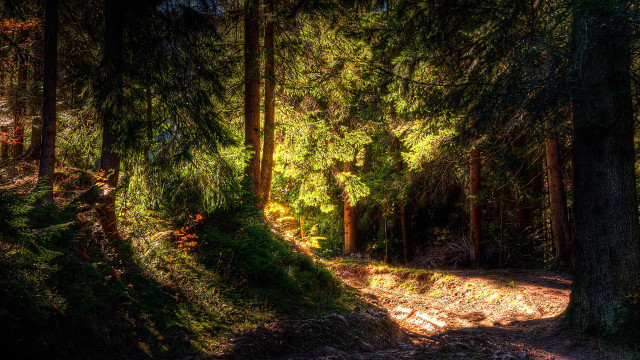 Forest path city lights starry free wallpaper - medium preview image
