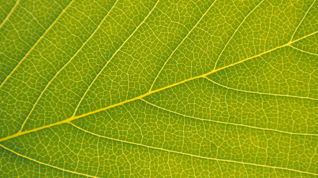 Green leaf yellow line macro #3 free wallpaper - medium preview image