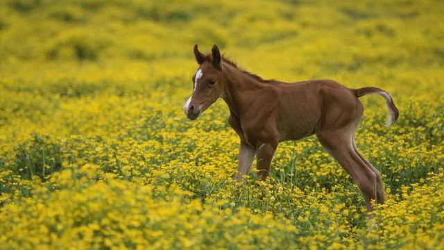 Small horse field yellow flowers free wallpaper - medium preview image