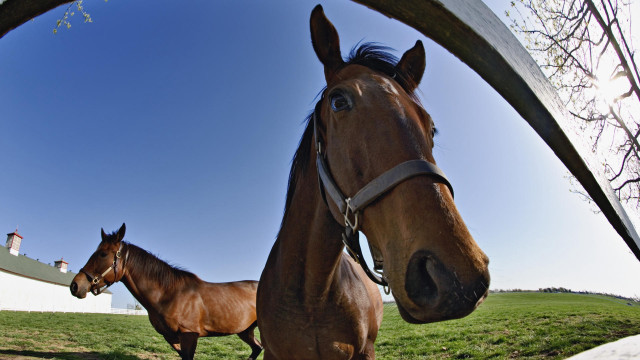 Horses field fence person on free wallpaper - medium preview image