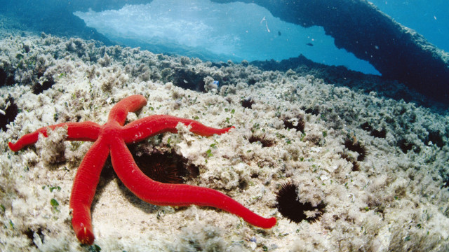 Red starfish coral reef blue #2 free wallpaper - medium preview image
