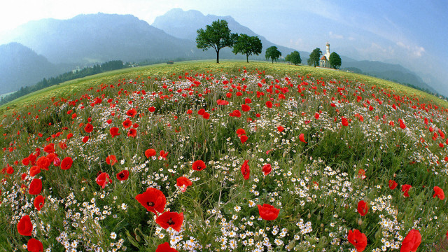 Flower field church clouds impressionist free wallpaper - medium preview image