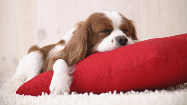 Dog sleeping red pillow room free wallpaper - medium preview image