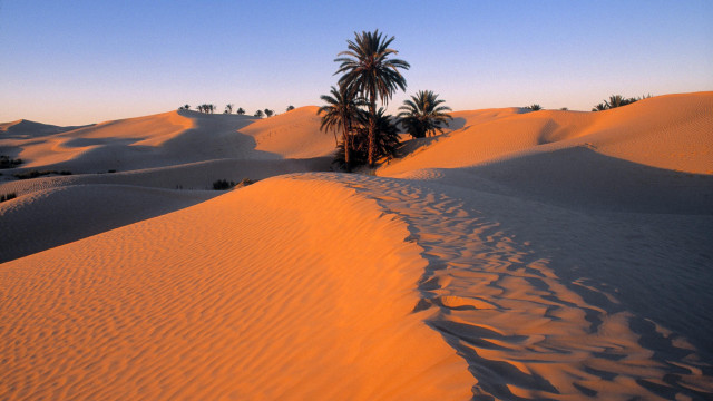 Palm tree desert sunset matte free wallpaper for desktop - medium preview image